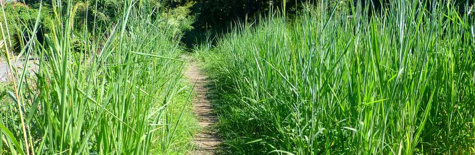 16 mars 2017 - St-Pierre - Chemin Badamier - Canal St-Etienne