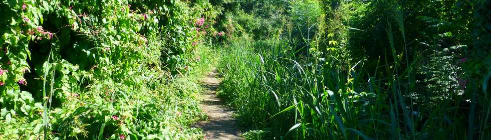 16 mars 2017 - St-Pierre - Canal St-Etienne - La Valle  -