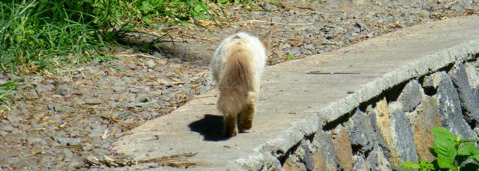 16 mars 2017 - St-Pierre - Canal St-Etienne - La Valle - Chat