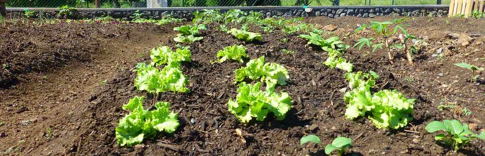 16 mars 2017 - St-Pierre - Bois d'Olives - Jardins partags - Association Jeunesse Cambrai