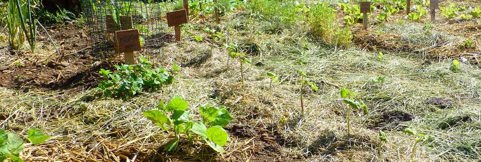 16 mars 2017 - St-Pierre - Bois d'Olives - Jardins partags - Association Jeunesse Cambrai