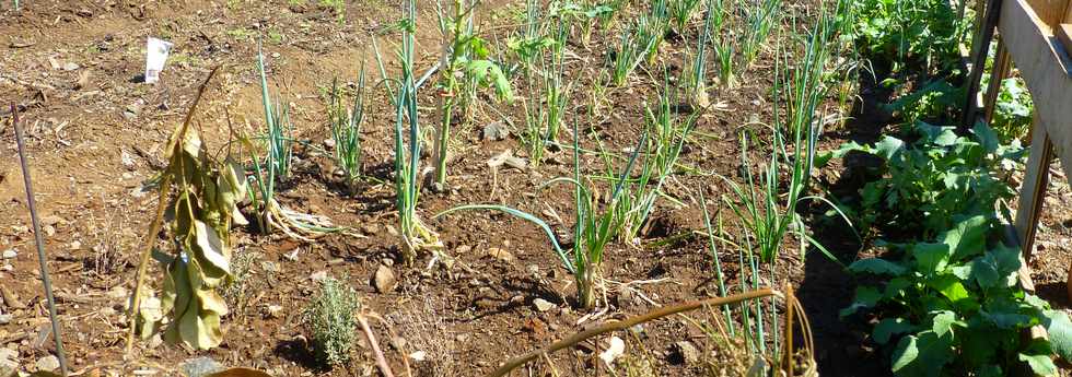 16 mars 2017 - St-Pierre - Bois d'Olives - Jardins partags - Association Jeunesse Cambrai