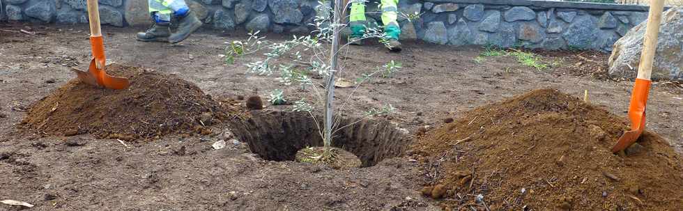 30 mars 2017 - St-Pierre - Bois d'Olives - ANRU - Jardins partags de l'Olivier - Inauguration - Plantation de l'olivier