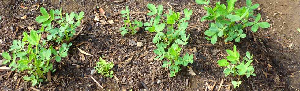 30 mars 2017 - St-Pierre - Bois d'Olives - ANRU - Jardins partags de l'Olivier - Inauguration