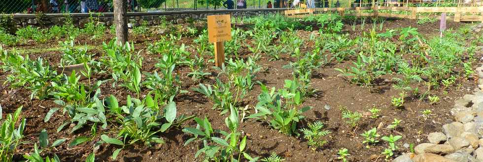 30 mars 2017 - St-Pierre - Bois d'Olives - ANRU - Jardins partags de l'Olivier - Inauguration