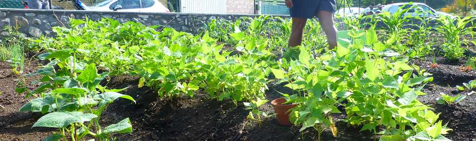 30 mars 2017 - St-Pierre - Bois d'Olives - ANRU - Jardins partags de l'Olivier - Inauguration