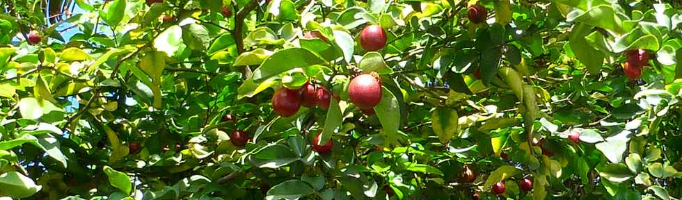 2 avril 2017 - St-Pierre - Bois d'Olives - Orangines