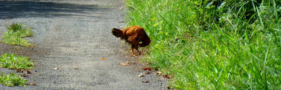 7 avril 2017 - St-Pierre - Ligne des Bambous - Poule