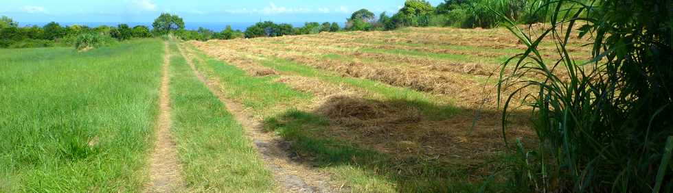 7 avril 2017 - St-Pierre - Ligne des Bambous - Herbages