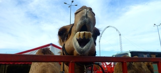 12 avril 2017 - St-Pierre - Parking Auchan - Cirque Achille Zavatta