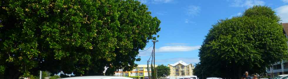 20 avril 2017 - St-Pierre - Banian et bonnets de prtre du parking Albany