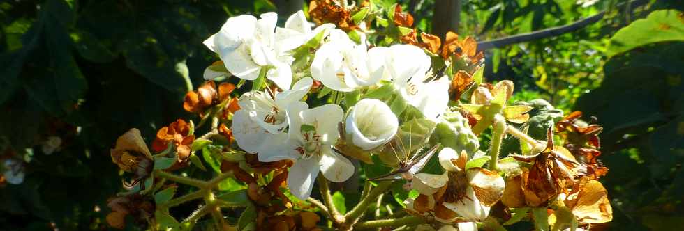 23 avril 2017 - St-Pierre - Pierrefonds - ZAC Roland Hoareau -  Fleurs de mahot Dombeya