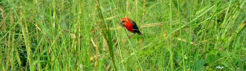 26 avril 2017 - St-Pierre - Chemin de Bassin Plat - Cardinal