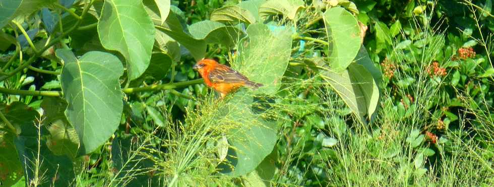 26 avril 2017 - St-Pierre - Chemin de Bassin Plat -  Cardinal