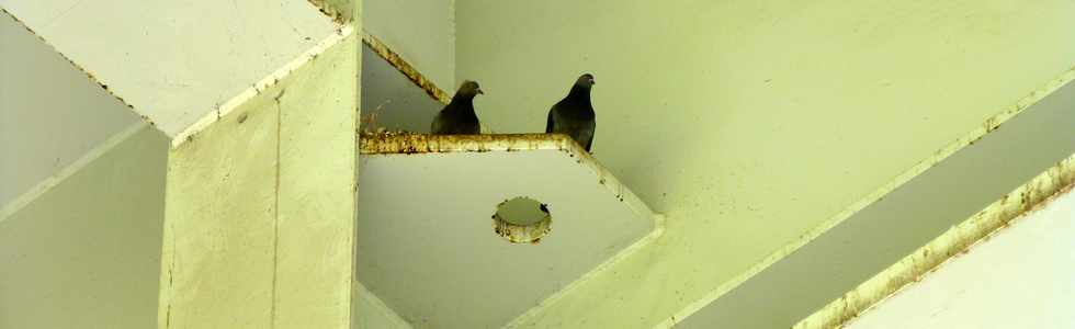 5 mai 2017 - Rivire St-Etienne Oiseaux sur poutrelle nouveau pont