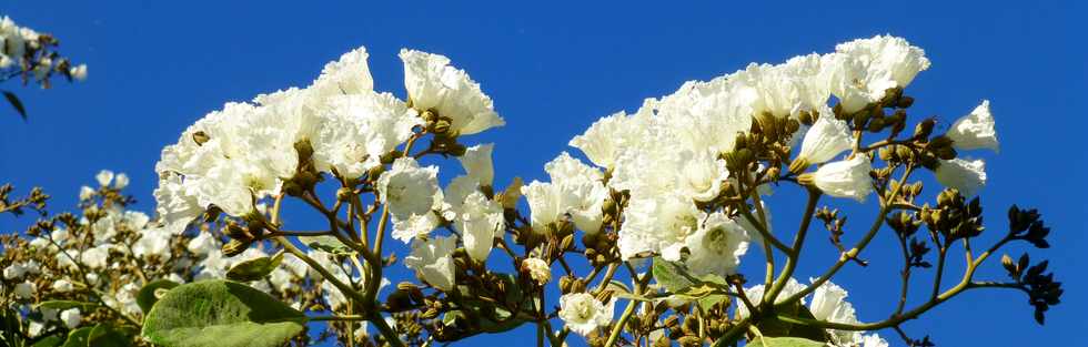 19 mai 2017 - St-Pierre - Tecks d'Arabie en fleurs