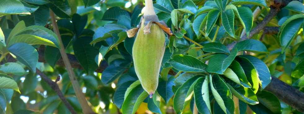 21 mai 2017 - St-Pierre - Ligne des Bambous - Fruit du baobab