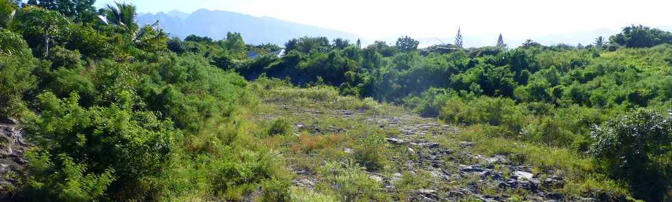 11 juin 2017 - St-Pierre - Bois d'Olives - Ravine des Cabris