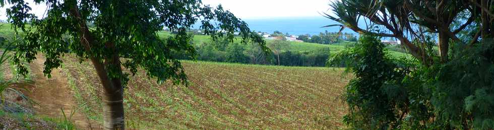 25 juin 2017 - St-Pierre - Chemin de Bassin Plat -  Champs de canne