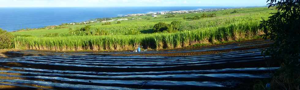 25 juin 2017 - St-Pierre - Grands Bois les Hauts - Chemin Bassin Chevrettes - Cultures