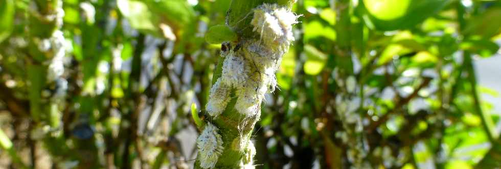 25 juin 2017 - St-Pierre - Cochenilles sur Manioc marron