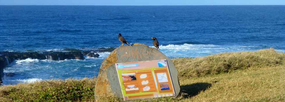 2 juillet 2017 - St-Pierre - Pointe du Diable - Martins