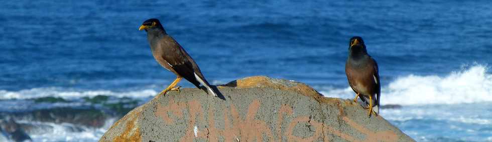 2 juillet 2017 - St-Pierre - Pointe du Diable -  Martins