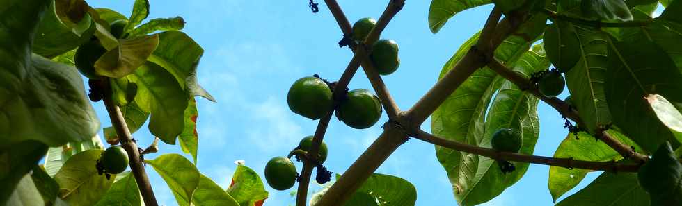 2 juillet 2017 - St-Pierre - Bois d'Olives - Vavangues