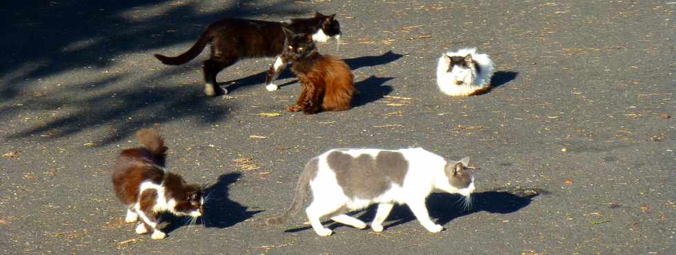 16 juillet 2017 - St-Pierre - Chats rsidence Baies Roses