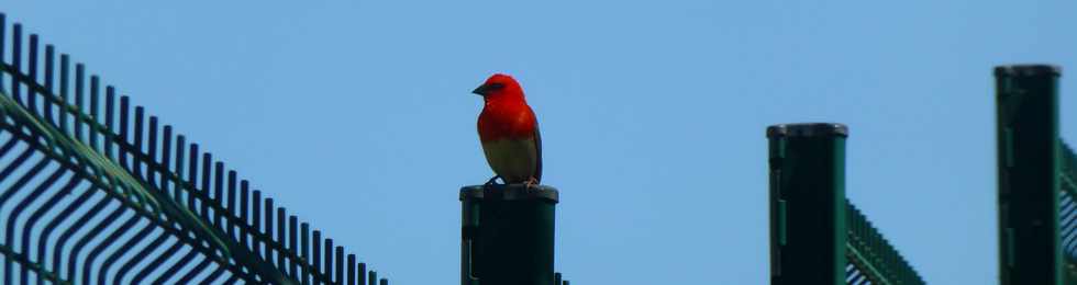 14 septembre 2017 - St-Pierre - Balance des Casernes - Cardinal