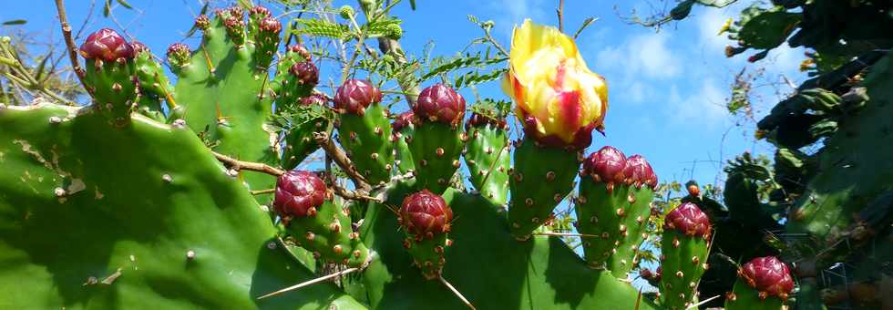 15 octobre 2017 - St-Pierre - Pierrefonds - Haie cactus fleuris