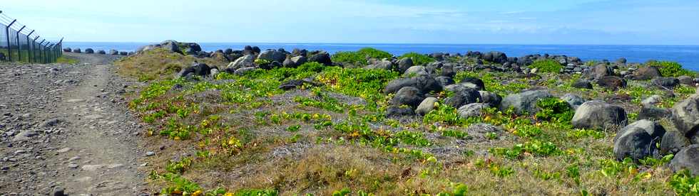 15 octobre 2017 - St-Pierre - Pierrefonds - Sentier littoral de la CIVIS - Lianes patate  Durand