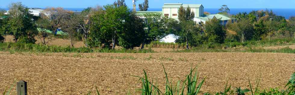 22 octobre 2017 - St-Pierre - Champs de canne  Frdeline