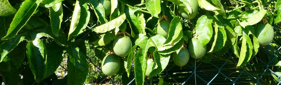 29 octobre 2017 - St-Pierre - Chemin Jean Cadet - Fruits de la passion