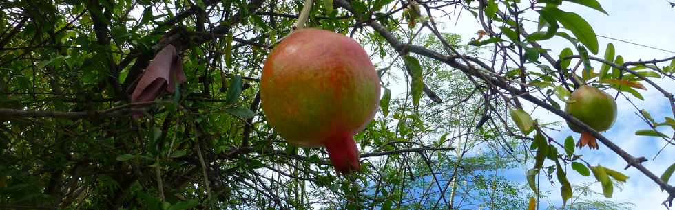 5 novembre 2017 - St-Pierre - Bois d'Olives - Grenades fruits