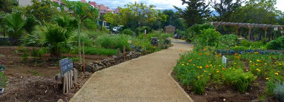 5 novembre 2017 - St-Pierre - Bois d'Olives - Jardins partags de l'Olivier