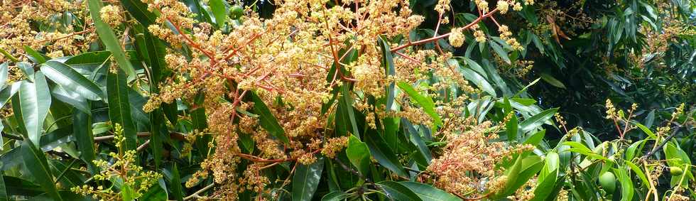 5 novembre 2017 - St-Pierre - Ligne Paradis - Fleurs de manguier