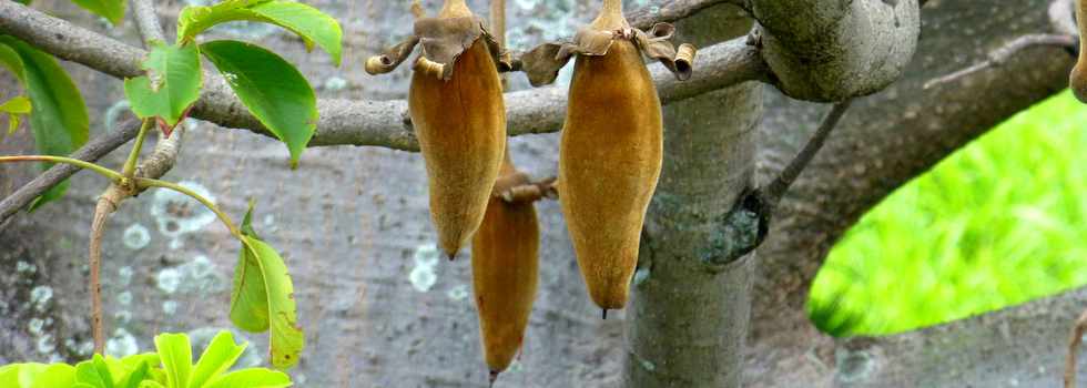 12 novembre 2017 - St-Pierre - Ligne des Bambous - Fruits du baobab