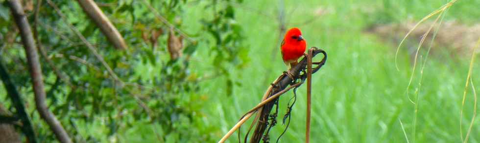 12 novembre 2017 - St-Pierre - Ravine des Cabris - Cardinal mâle