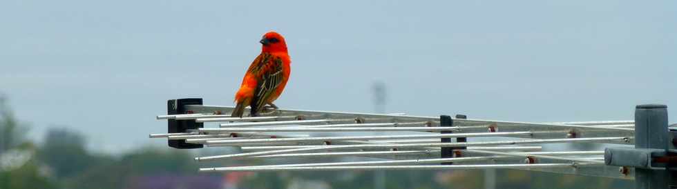 12 novembre 2017 - St-Pierre - Cardinal