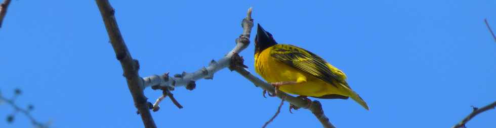 26 novembre 2017 - St-Pierre - Bois d'Olives - Bellier