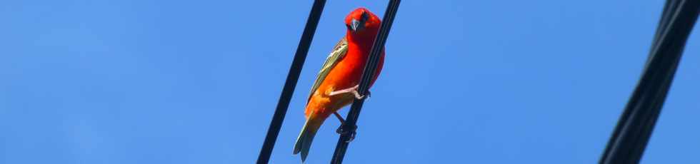 3 dcembre 2017 - St-Pierre - Cardinal