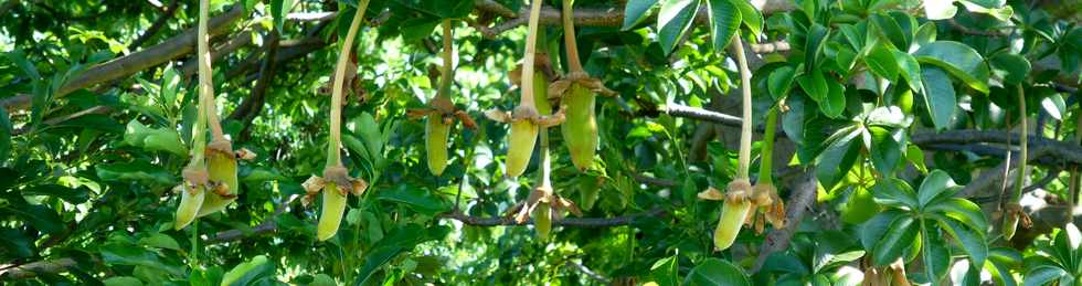 21 mars 2018 - St-Pierre - Mon Caprice - Baobab - fruits