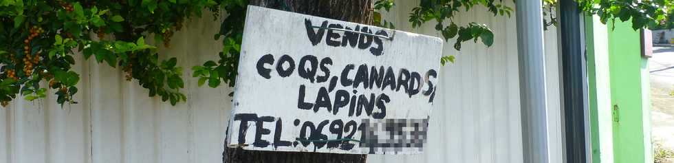 21 mars 2018 - St-Pierre - Ligne des Bambous - A vendre coqs, canards, lapins