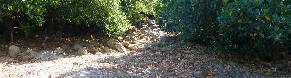 21 mars 2018 - St-Pierre - Ravine des Cabris - Bras de Douane (d'Oisne)