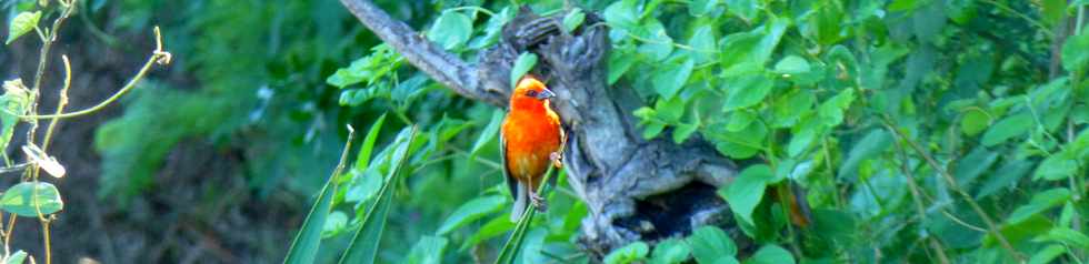 23 mars 2018 - St-Pierre - Ravine des Cabris - Chemin Diagonal - Cardinal mle