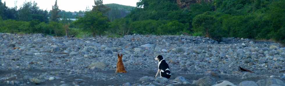 8 avril 2018 - St-Louis - Bras de Cilaos - Ouaki - Chiens