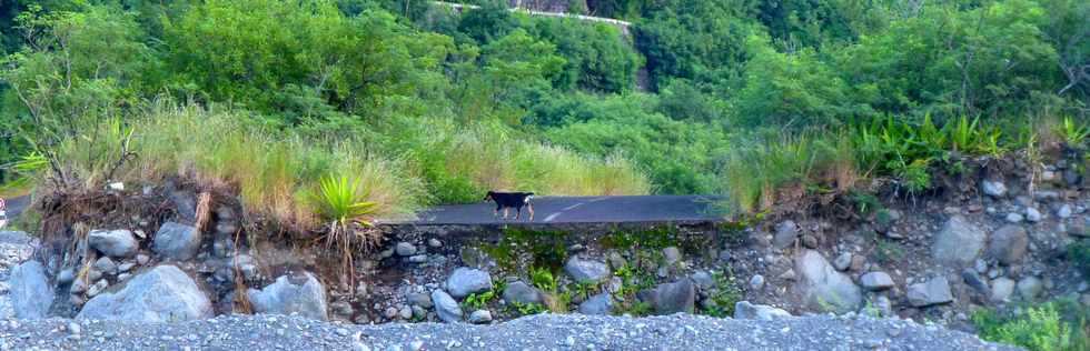 8 avril 2018 - St-Louis - Bras de Cilaos - Ouaki - Chiens