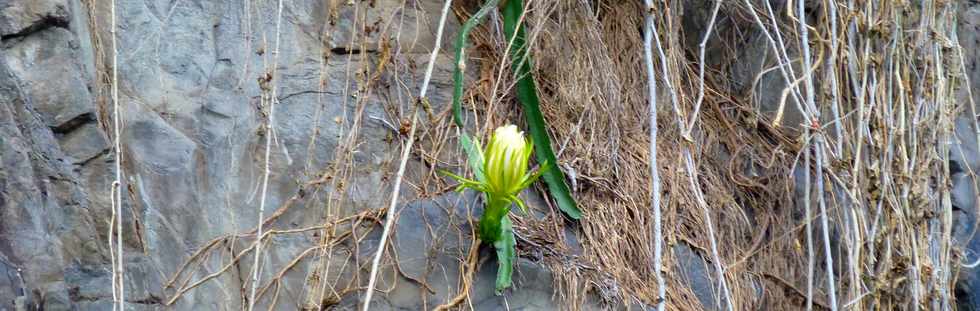 8 avril 2018 - St-Louis - Bras de Cilaos - Cactus sur rempart du Ouaki -