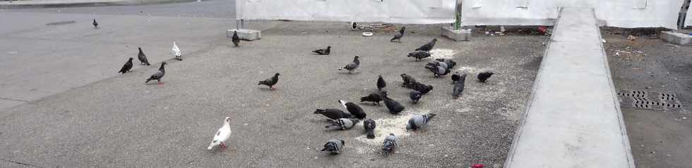 22 avril 2018 - St-Pierre - Gare routire - Pigeons